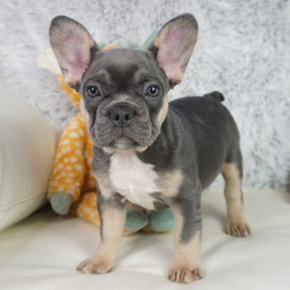 Buy Purchase French Bulldog Puppy - Prospect Vale Frenchies